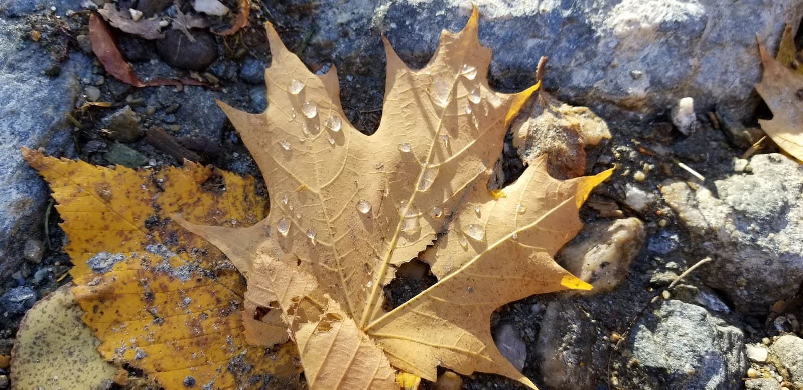 Crisp fallen leaves with water droplets reflecting the morning sun.